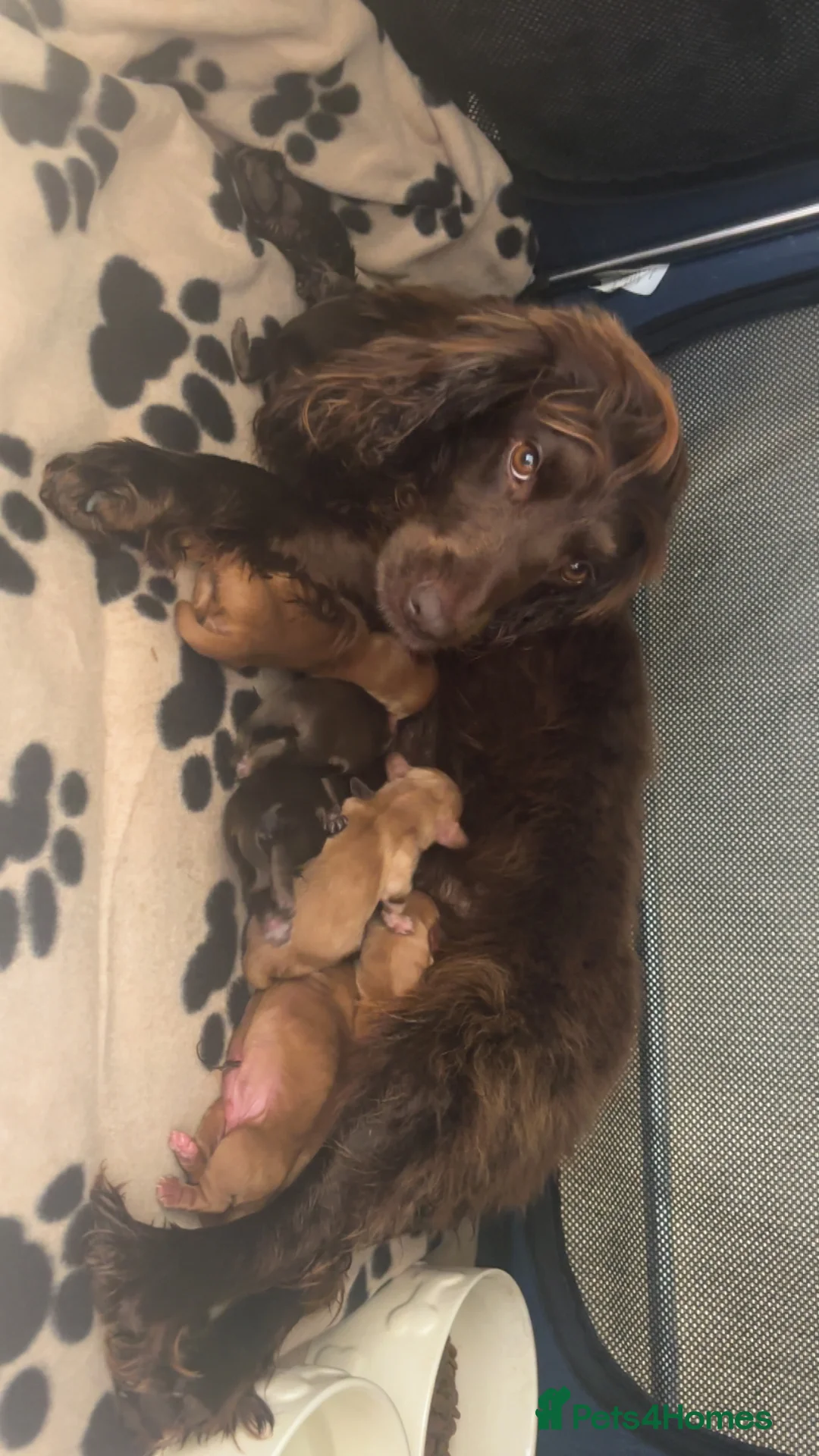 Cocker Spaniel dogs for sale: One male kc reg cocker spaniel puppy - Advert 5