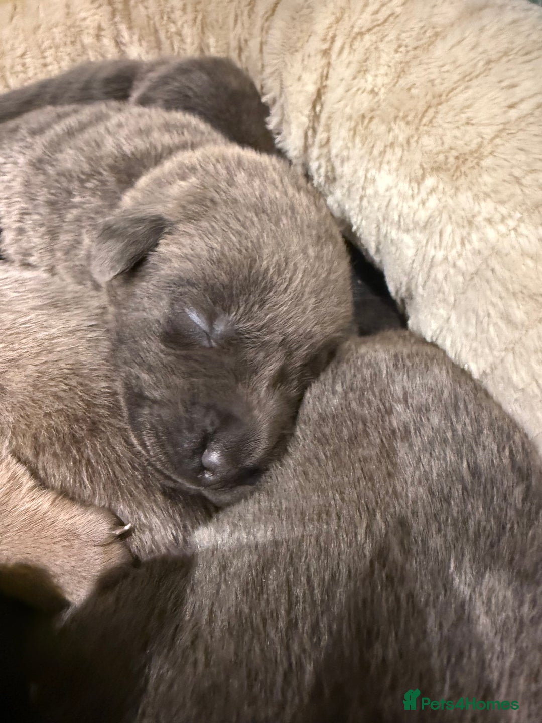 Mixed Breed dogs for sale: Sharpei puppies - Advert 11