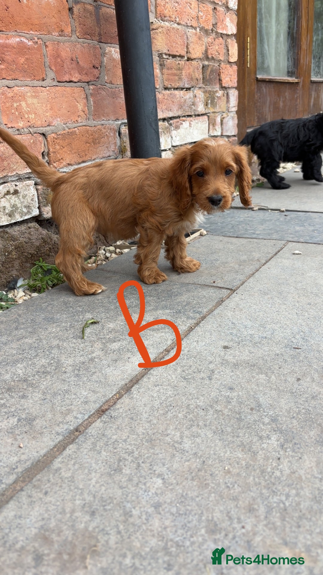 Cockapoo dogs for sale: F1 Adorable CockerPoo Puppies  - Image 20