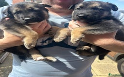 Shepsky dogs for sale: Shepsky - Image 25