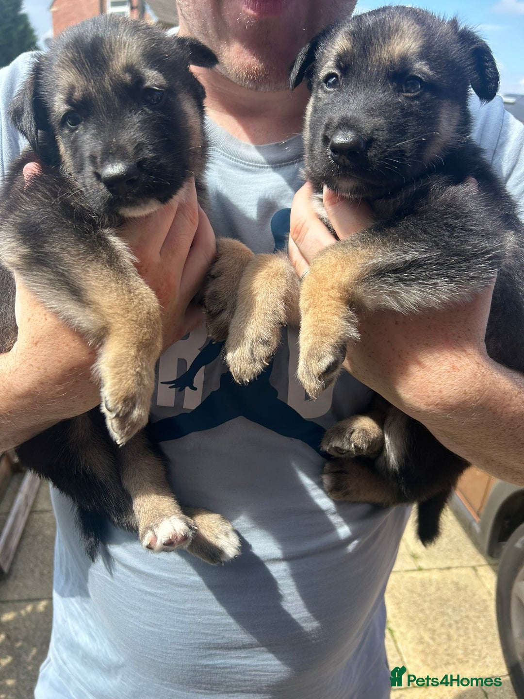 Shepsky dogs for sale: Shepsky - Image 25