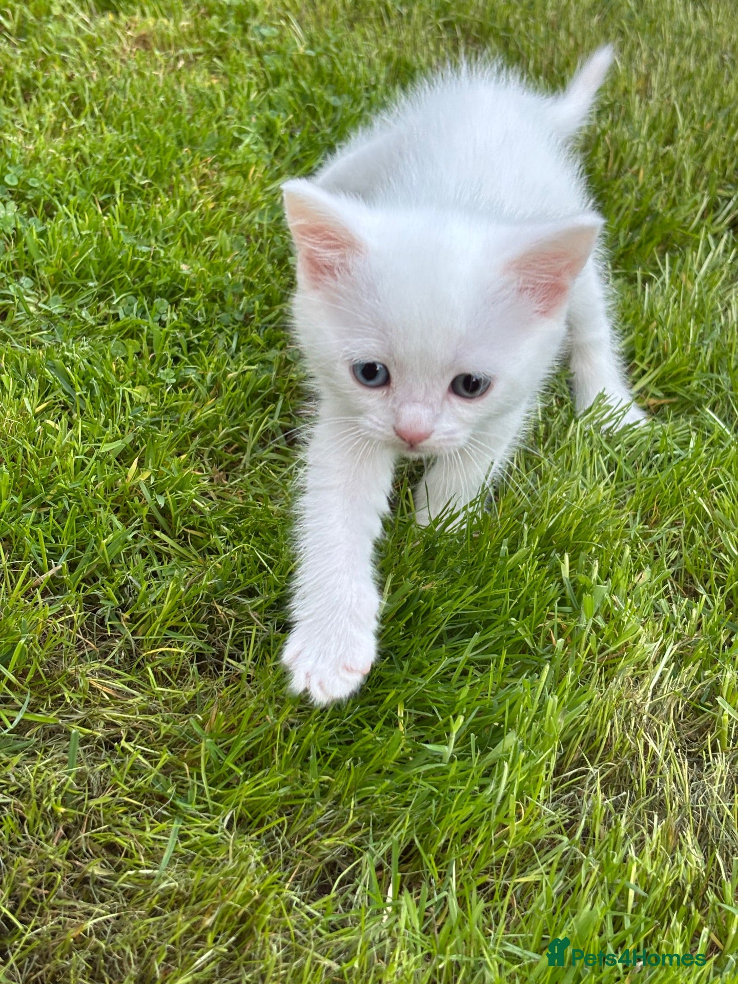 Munchkin cats Turkish Angora x 1 female  - Advert 13