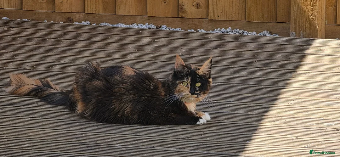Maine Coon cats for sale: 5 beautiful maincoon kittens  in Penzance - Advert 1