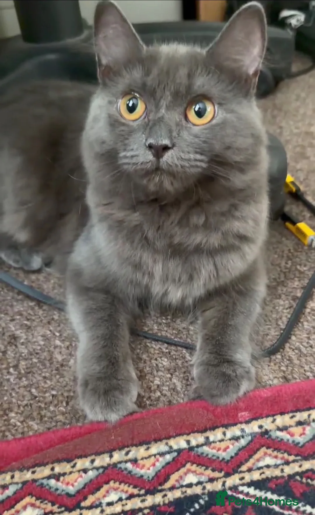 Mixed Breed cats for sale: Female Cats( Grey, Tuxedo, Black short hair ) - Advert 3