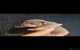 Olde English Bulldogge dogs for sale: Old English Bulldog Puppies - Image 4