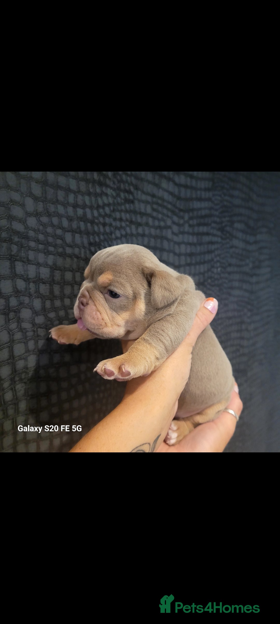 Olde English Bulldogge dogs for sale: Old English Bulldog Puppies - Image 4