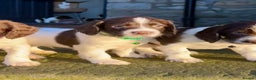 English Springer Spaniel dogs for sale: Beautifully marked, kc registered, legally docked. - Advert 28