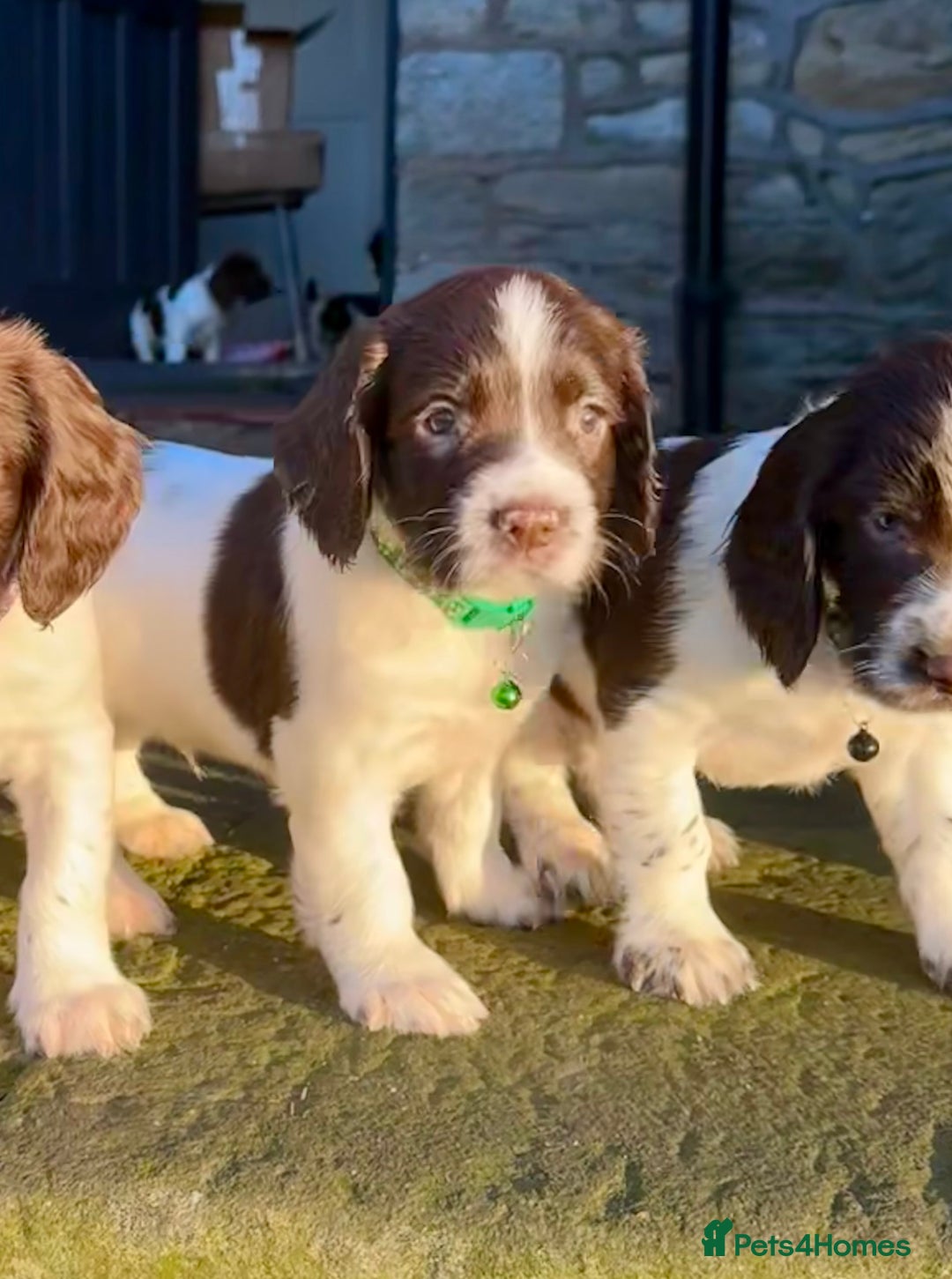 English Springer Spaniel dogs for sale: Beautifully marked, kc registered, legally docked. - Advert 28