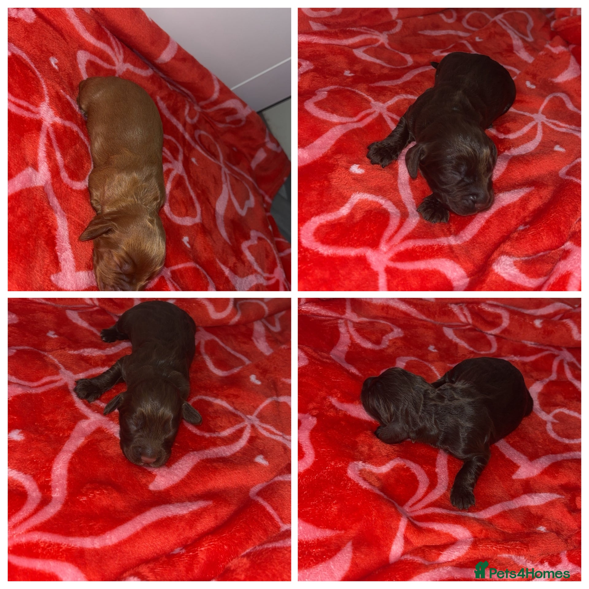 Cocker Spaniel dogs 4 working cocker spaniel males  - Advert 4