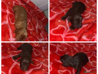 Cocker Spaniel dogs 4 working cocker spaniel males - Advert 4