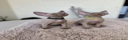 Devon Rex cats for sale: Price Reduced!TICARegisteredDevonRex lilac kittens - Advert 10