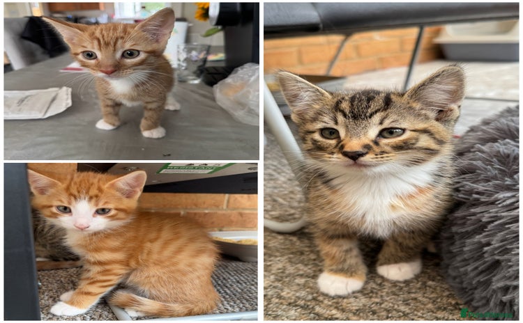 Mixed Breed cats - Advert 13