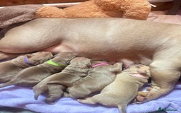 American Bully dogs for sale: Pocket bully puppy’s  - Image 13