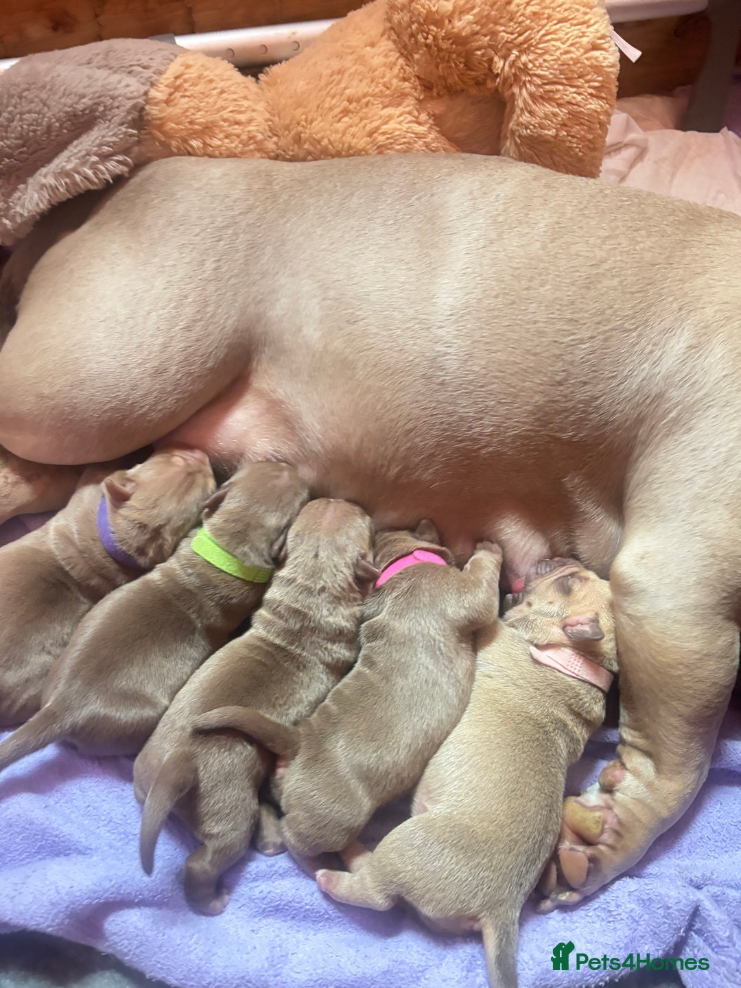 American Bully dogs for sale: Pocket bully puppy’s  - Image 13