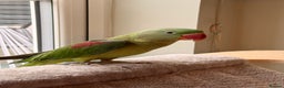 Parakeets birds for sale: Female Alexandrian  - Advert 2