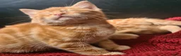 Mixed Breed cats for sale: 2 ginger boy kittens for sale  - Advert 3