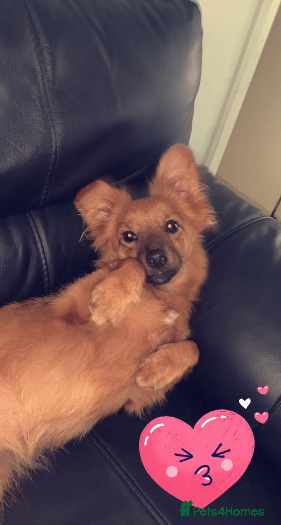 Mixed Breed dogs for sale: Needed a new home for coco in Worcester - Advert 2