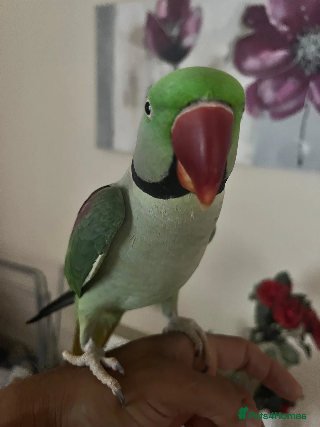 Parrots birds for sale: Alexander Parrot  - Advert 2