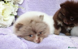 Pomeranian dogs for sale: PARTI MERLE QUALITY KC POMERANIANS - Image 5