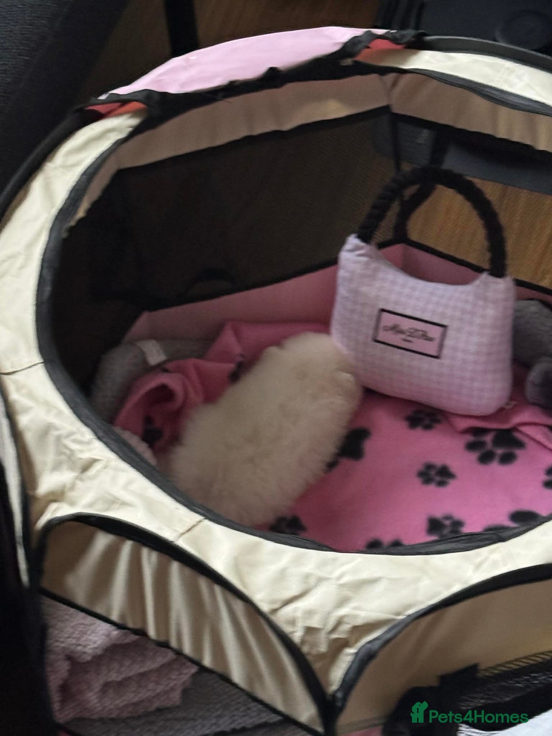 Pomeranian dogs for sale: Tiny white Pomeranian puppy  - Advert 5