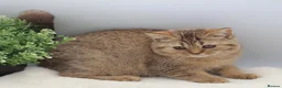 British Shorthair cats for sale: PEDIGREE REGISTERED CHUNKY BRITISH SHORTHAIRS - Advert 14