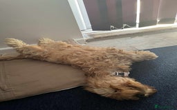 Cockapoo dogs for sale: Cockapoo female - Image 6