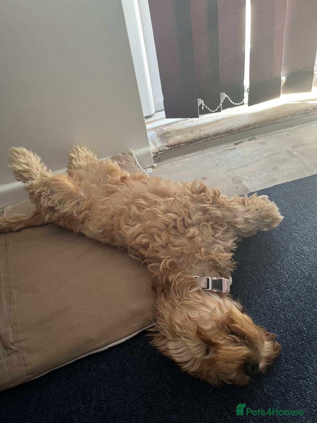 Cockapoo dogs for sale: Cockapoo female - Image 6