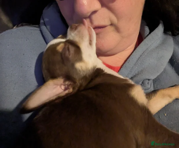 Gallery Image {{count}}