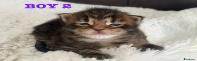 Maine Coon Kitten Boy 2