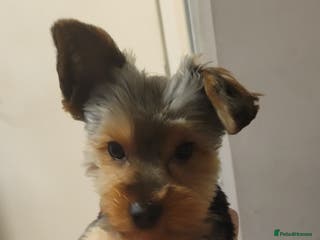 Yorkshire Terrier dogs Beautifully boy yorkshire terrior - Advert 1
