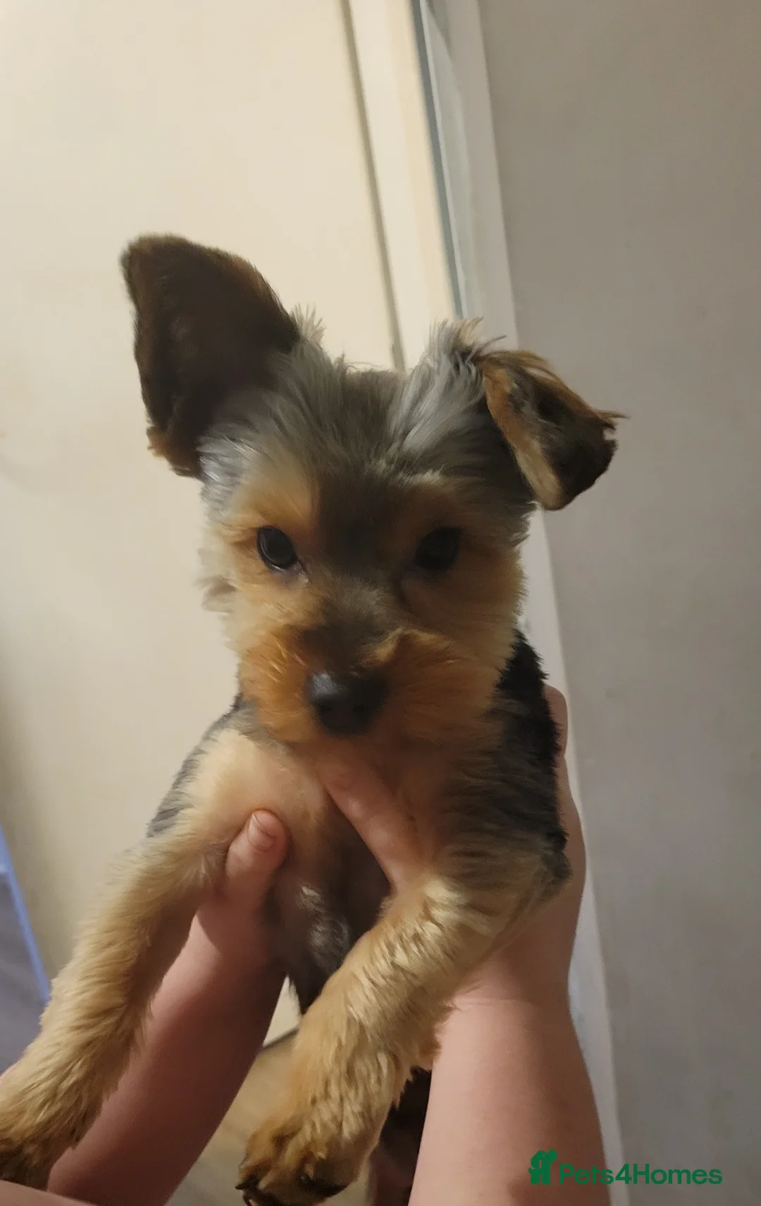 Yorkshire Terrier dogs for sale: Beautifully boy yorkshire terrior  - Advert 1