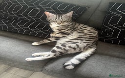 Bengal cats for sale: Bengal cross cat - Image 8