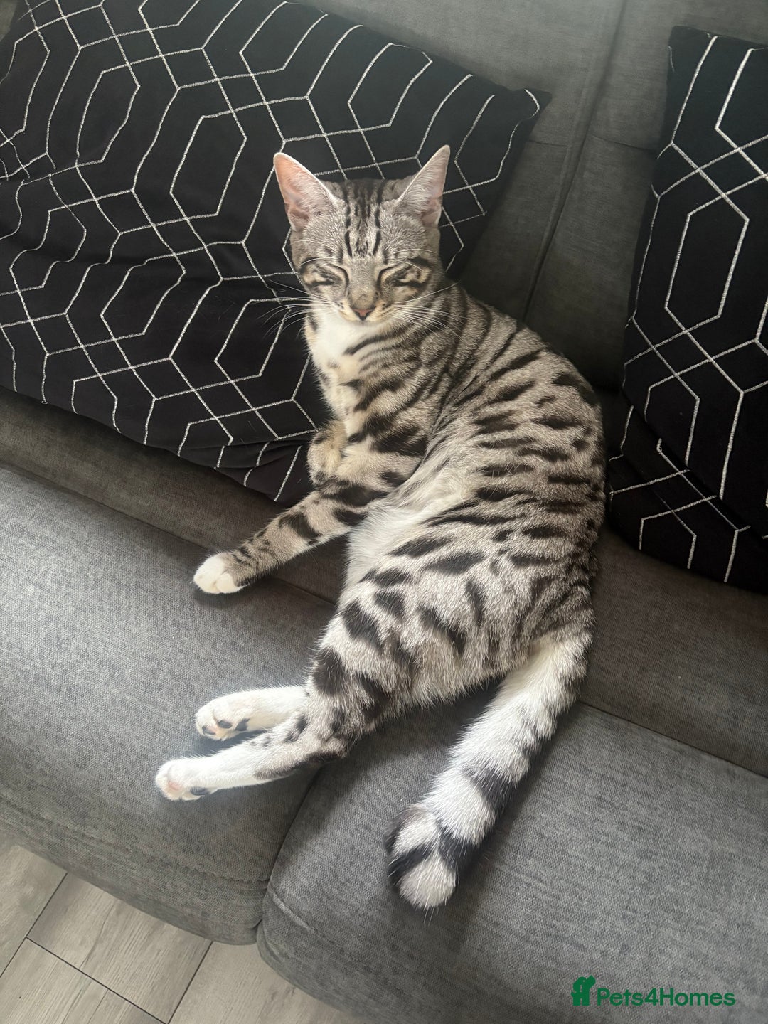 Bengal cats for sale: Bengal cross cat - Image 8