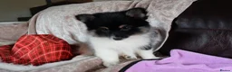 Mixed Breed dogs for sale: Gorgeous Pomeranian × Japanese Spitz Puppies in Falkirk - Advert 33