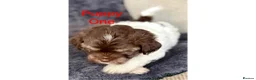 Mixed Breed dogs for sale: Lhasa Apso x Chihuahua x babies - Advert 19