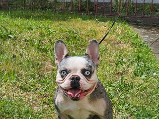 French Bulldog dogs - Advert 8