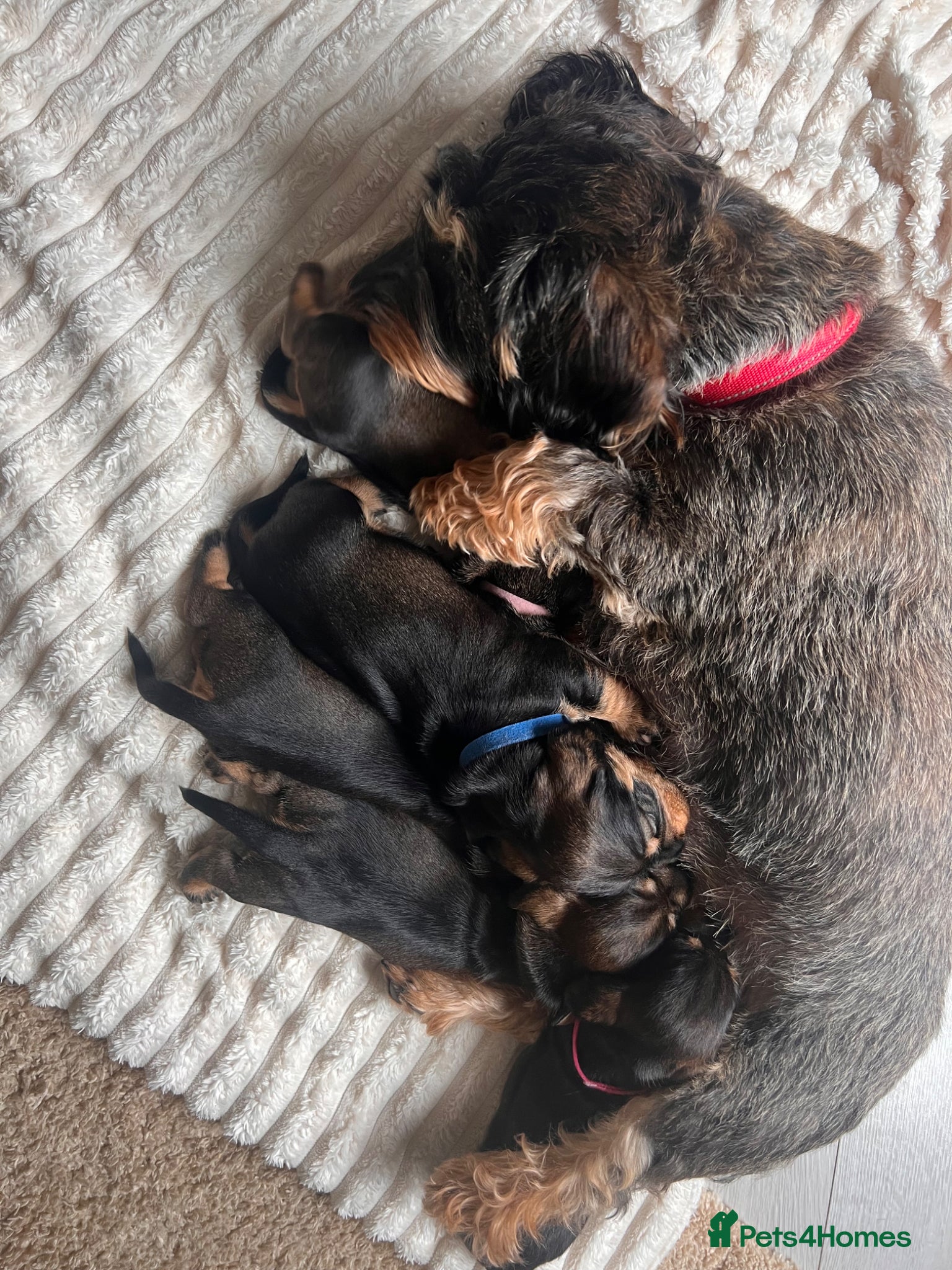 Dachshund dogs  Wire-haired Dachshund teckel - Advert 1