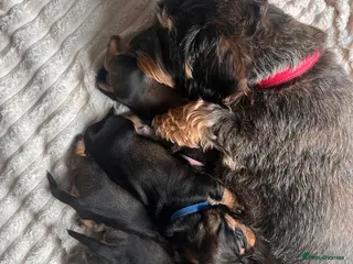 Dachshund dogs Wire-haired Dachshund teckel - Advert 3