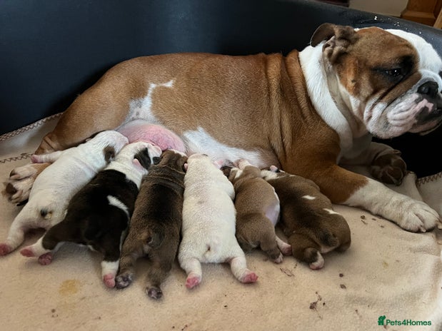 English Bulldog dogs English bulldogs - Advert 1