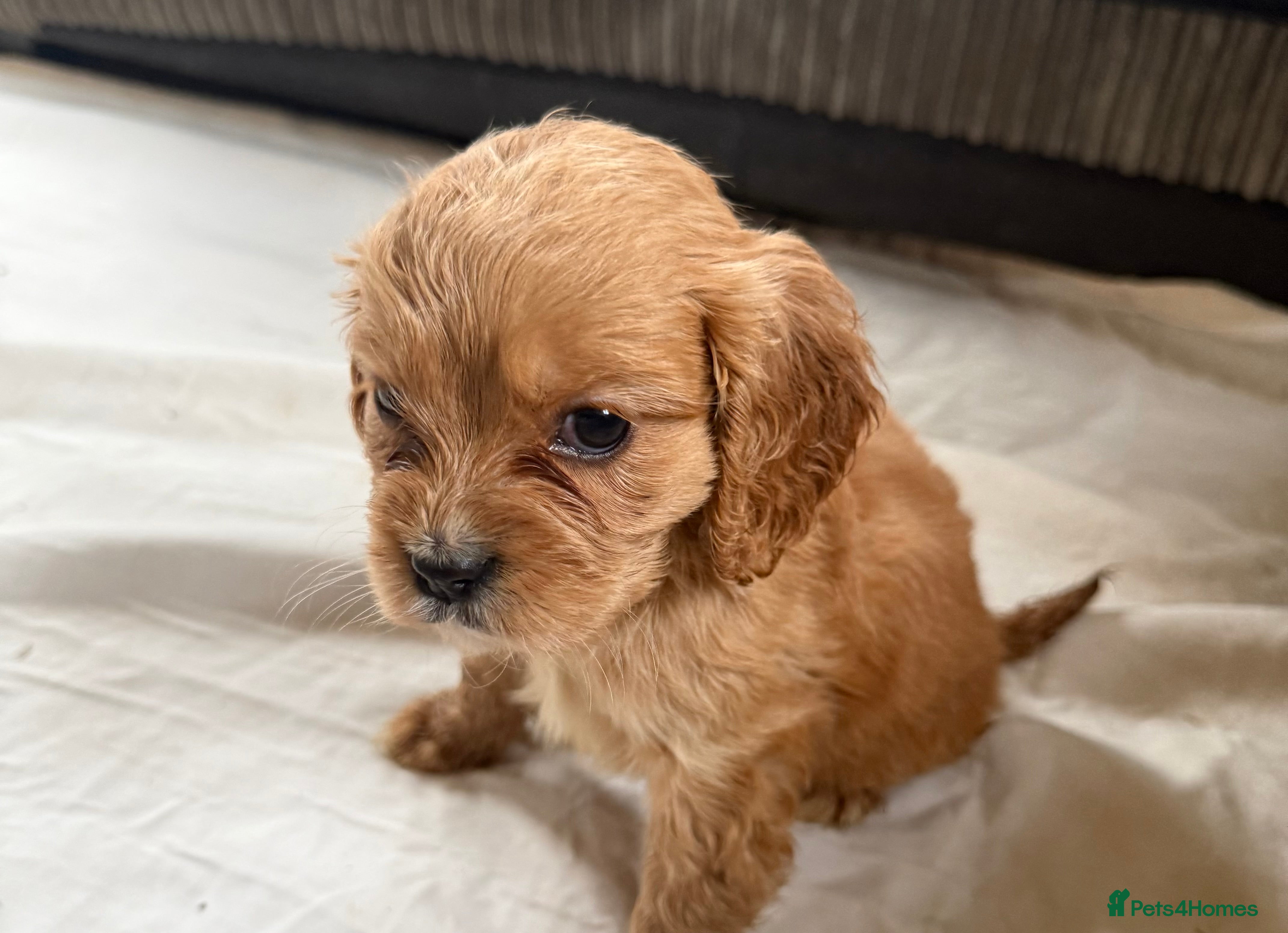 Mixed Breed dogs  apricot and black Cavapoo puppy’s  - Advert 3