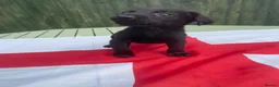 Cockerdor dogs for sale: Cockedor puppies  - Advert 14