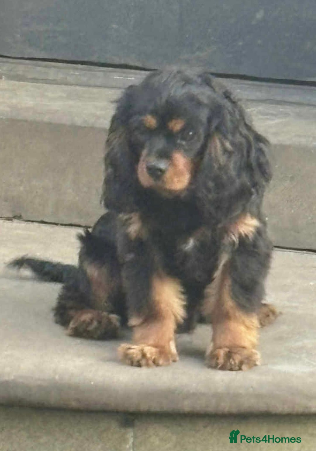 Cavalier King Charles Spaniel dogs for sale: KC King Charles Cavalier Puppies for sale  - Advert 28