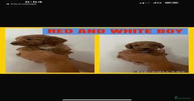 Cockapoo dogs - Advert 2