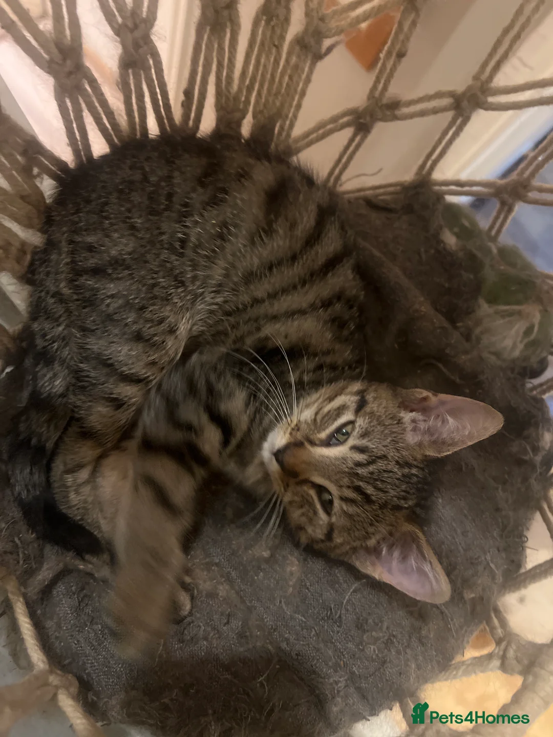 Mixed Breed cats for sale: 2 Male Moggies - Advert 5