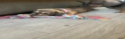 Dachshund dogs for sale: Beautiful miniture dachshund puppies  - Advert 7