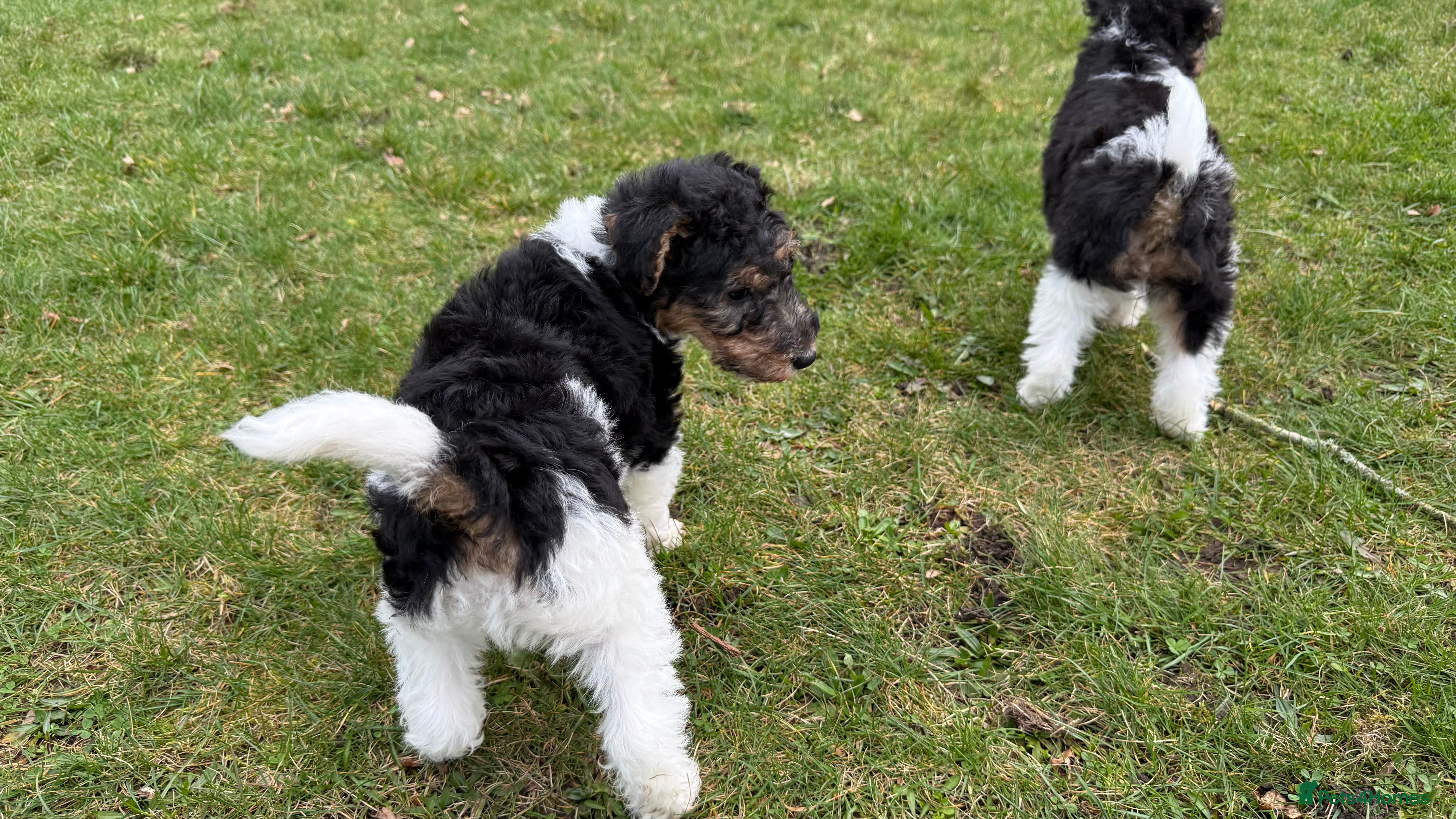 Fox Terrier dogs Fox terrier puppy girl for sale - Advert 2
