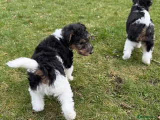 Fox Terrier dogs Fox terrier puppy girl for sale - Advert 2