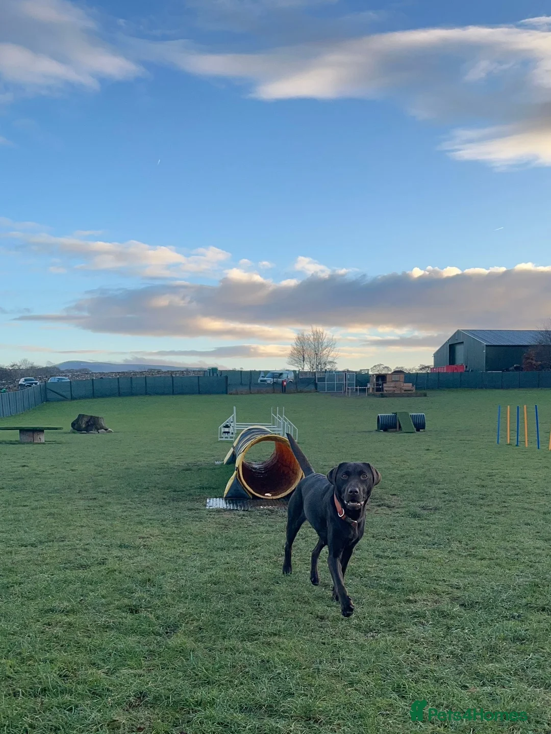 Labrador Retriever dogs for sale: Extensively Health Tested Chocolates  - Advert 12