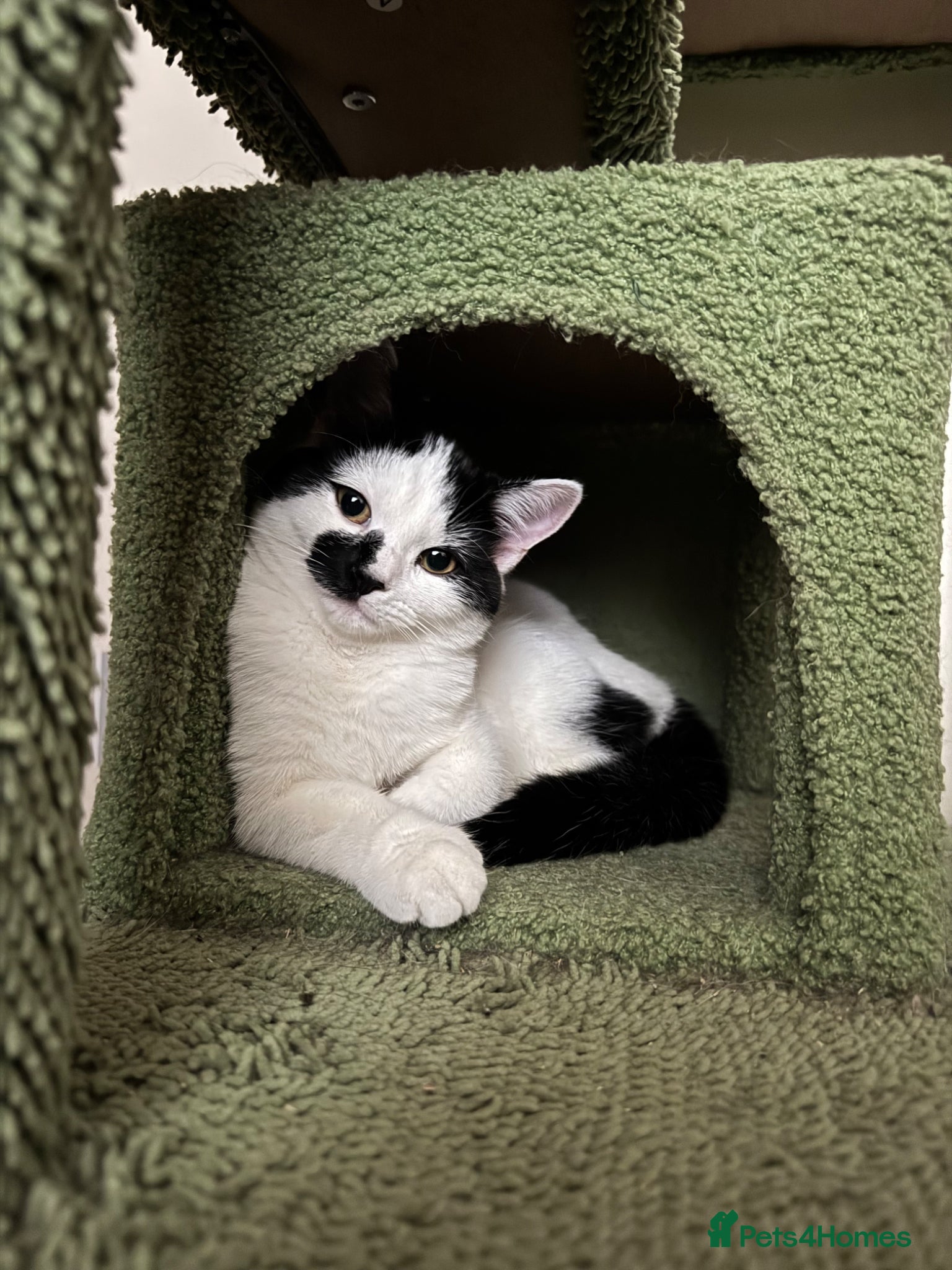 Mixed Breed cats Female black and white kitten  - Advert 1