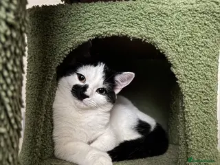 Mixed Breed cats Female black and white kitten - Advert 1